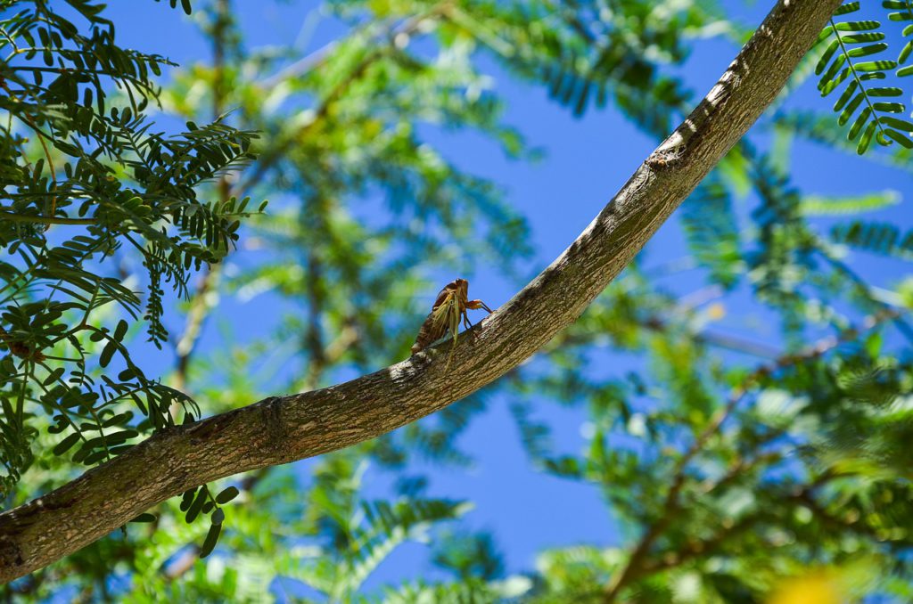 alberi